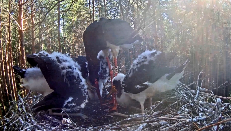 Male Karl feeding the chicks