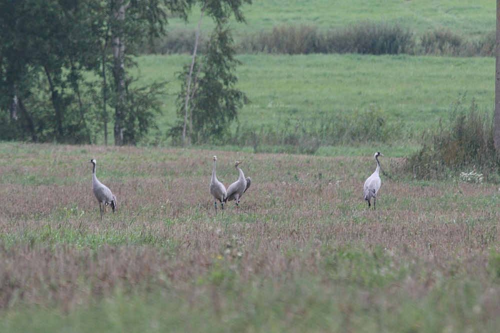 Cranes „Soits 1“ ja „Soits 2“, provided with transmitters at Soitsjärve this summer, in their home site in Elistvere on September 4th.