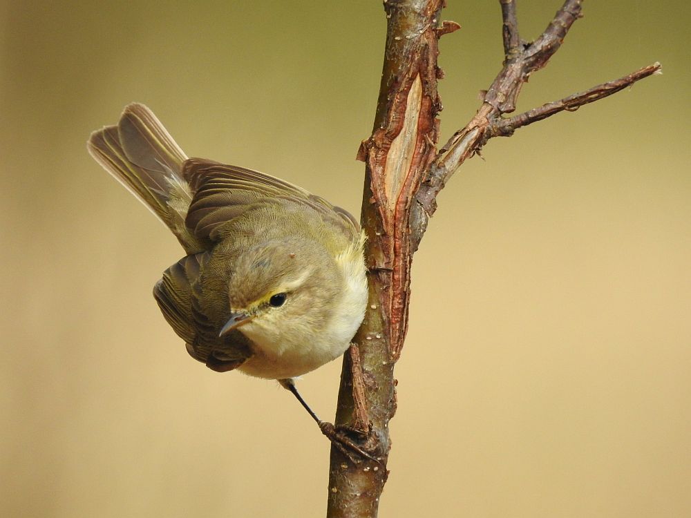 Chiff-chaff