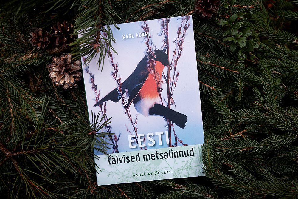 Зимние лесные птицы Эстонии 