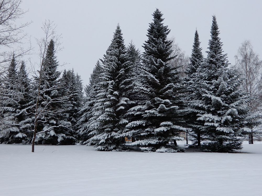 Lumised nulud Piiri pargis