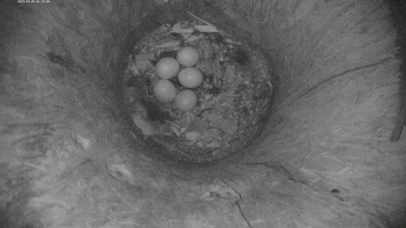 Already in early morning light, at 05.19, Klaara left the nest for a moment and we could see five eggs in the nest hollow 
