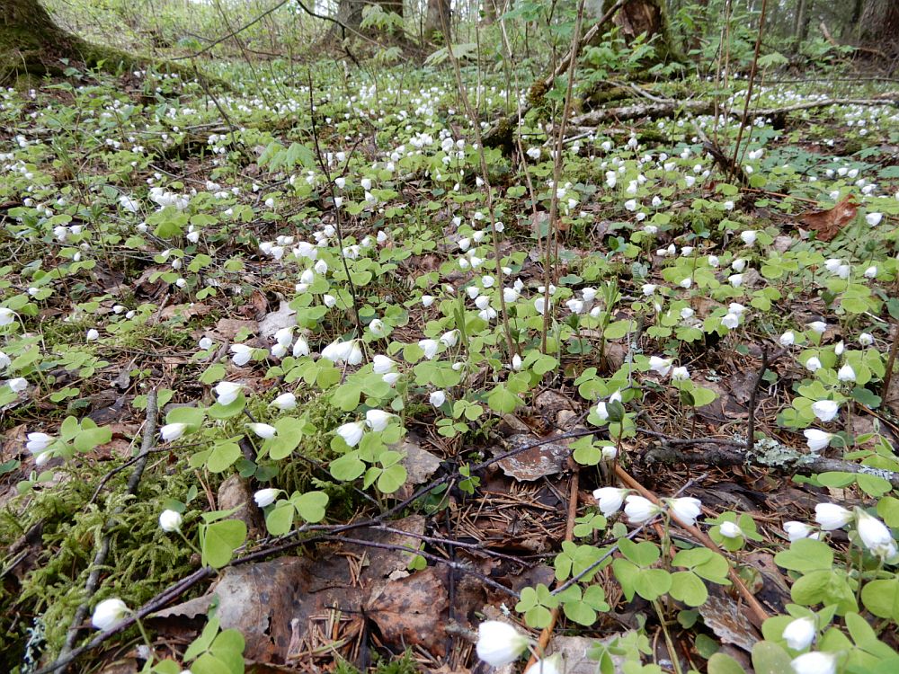 Jänesekapsas õitseb metsades