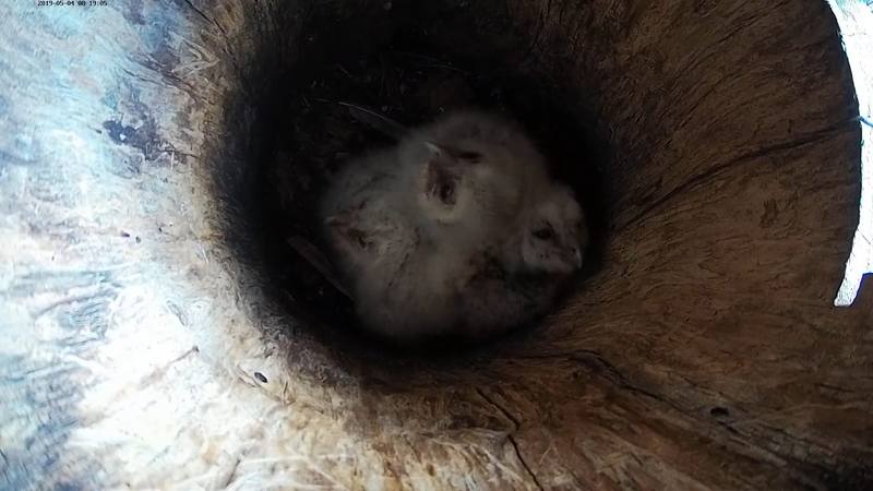 Image from this morning of the owl family in the nest trunk 