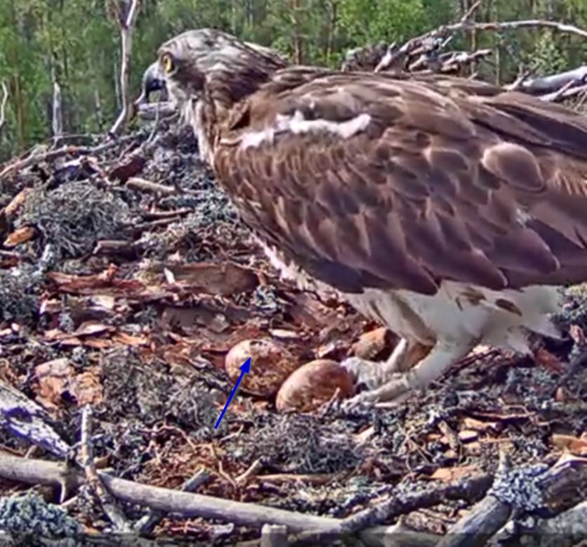 The first osprey chick hatches in Võrumaa today, the situation at half past five in the morning 