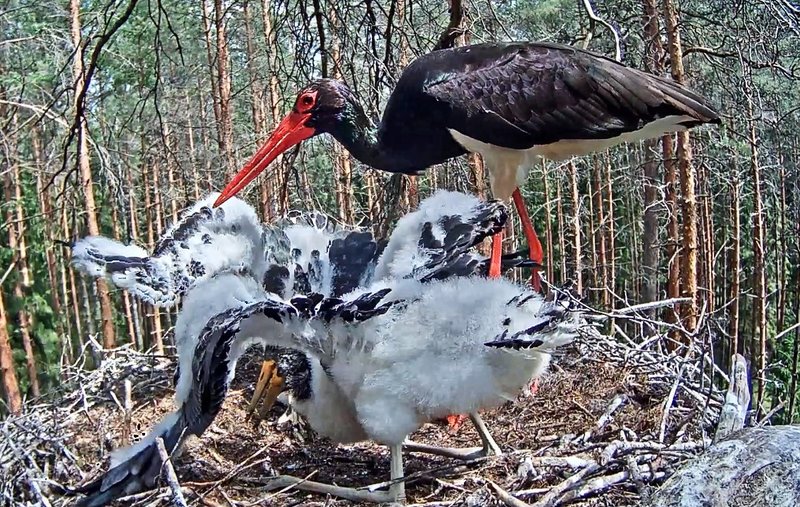 A few minutes past 1.30 pm male Karl arrived  the first to feed the storklets and with t a five minutes interval female Kati 
