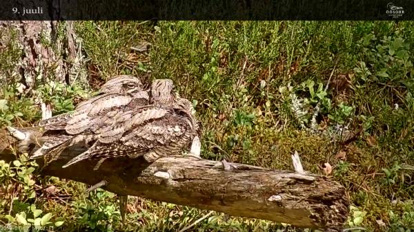 Monitored  by the web camera two chicks grew up for the Bird of the Year, the nightjar,  
