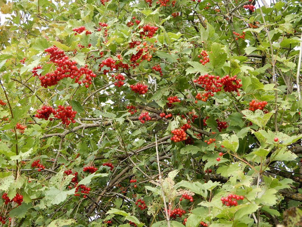 Lodjapuu punased viljad