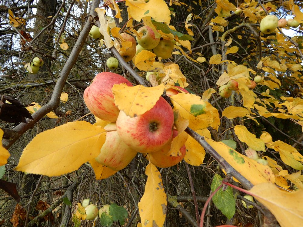 Nädala keskel oli õunapuudel veel lehti küljes
