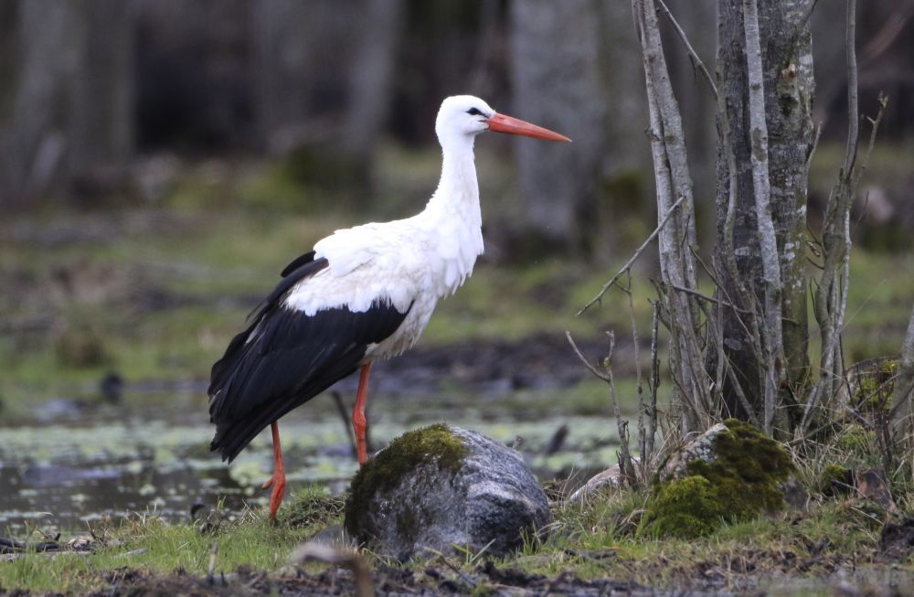 Talvitunud valge-toonekurg