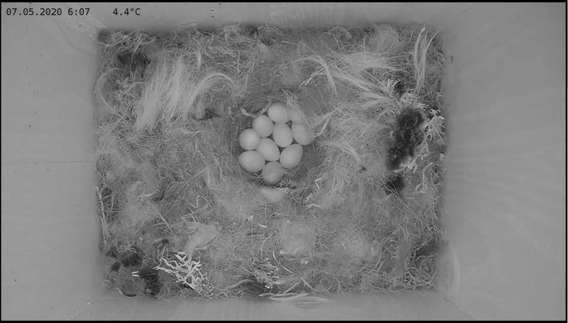 Kümme muna on tihaseemandal pesakurnas, kui homseks pole veel ühte muna lisndunud peaks haudeaeg olema alanud ja tihasepoegade koorumiseni läheb veel 12-14 päeva.