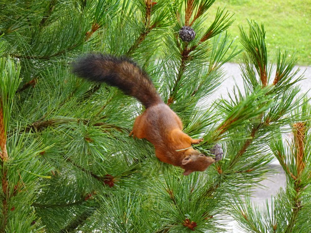 Orav seedermänni käbisid korjamas