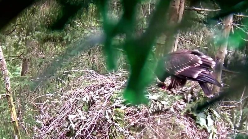 Eagle-mother Tiiu has brought a water vole to the nest