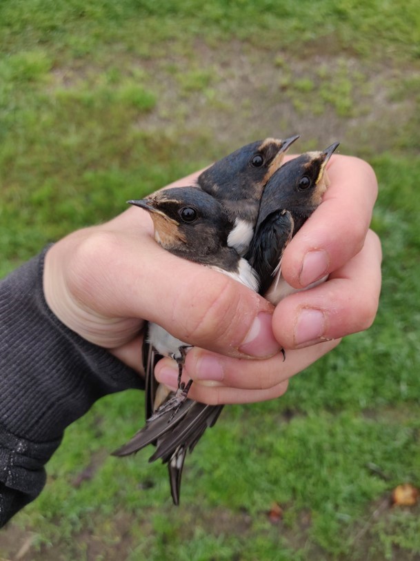  Pääsukestest ei saa me üle ega ümber. Kuigi nad peaks juba ammu läinud olema, tiirutas veel septembri lõpus meie võrkude kohal sadu pääsukesi. 36 tükki jõudis võrku ka, kõik titeohtu. Ilmselt on tegu teise või kolmanda pesakonna poegadega. Mida nad siit veel süüa leiavad, ei kujuta ette. Pikk tee on igatahes ees.