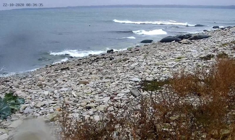 Вчера начался сбор длинномордых тюленей на берегу. Увидим, заставит ли обещанный синоптиками шторм самых крупных наших морских млекопитающих поменять место обитания. 