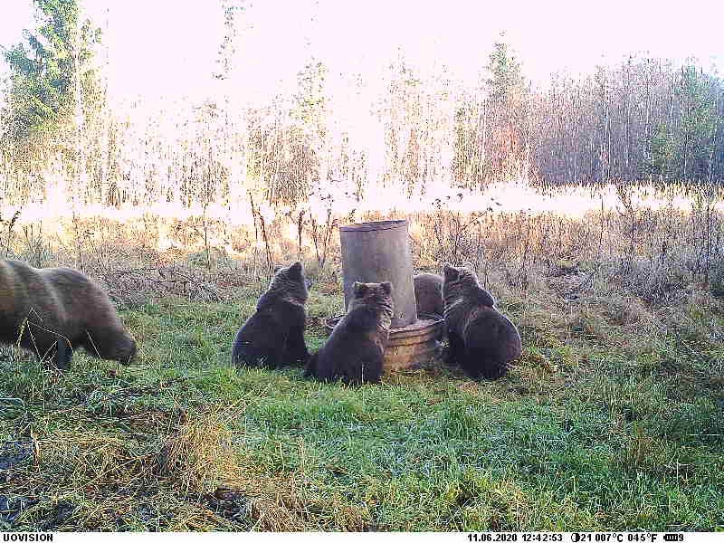 Плодовитая медведица, которую плохо видно в кадре, со своими четырьмя медвежатами