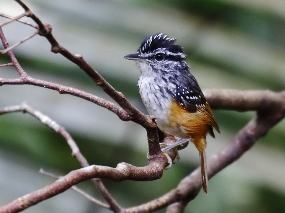  Värvuline  Hypocnemis cantator on üks väheseid Amazonase linnuliikidest, kes on metsaraiest kasu saanud