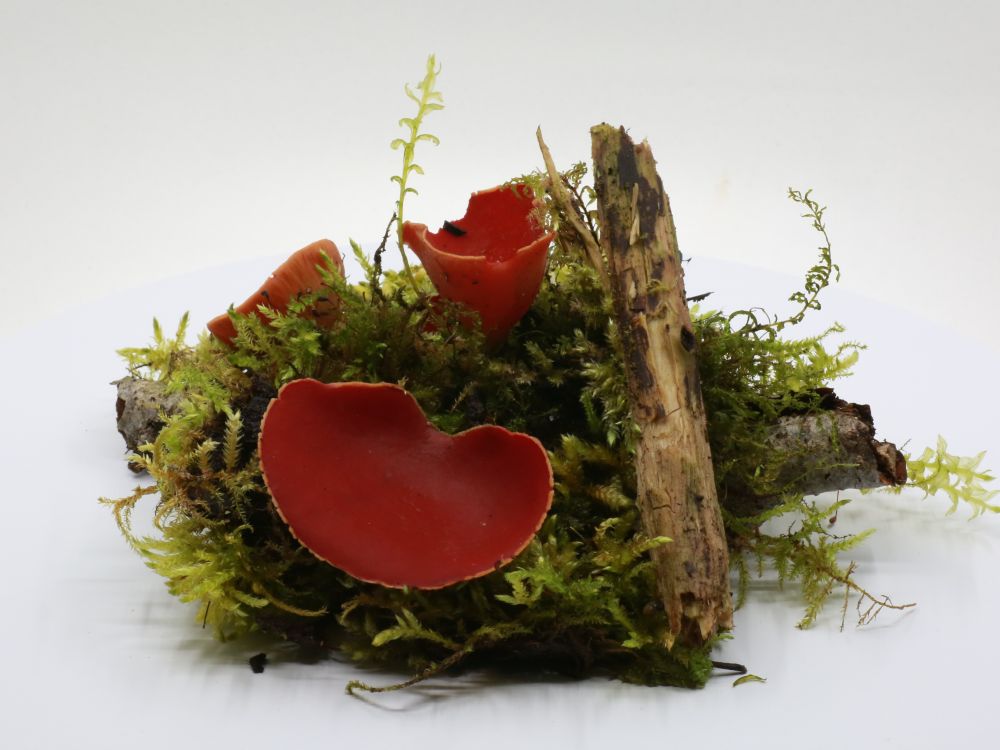 Находящаяся на веб-странице Эстонского музея природы виртуальная выставка весенних грибов предлагает необходимые знания как опытным, так и начинающим грибникам. На виртуальной выставке представлены наиболее распространенные в Эстонии весенние виды грибов с фотографиями, вращающимися на 360 градусов, и описанием основных отличительных черт и характеристик.  