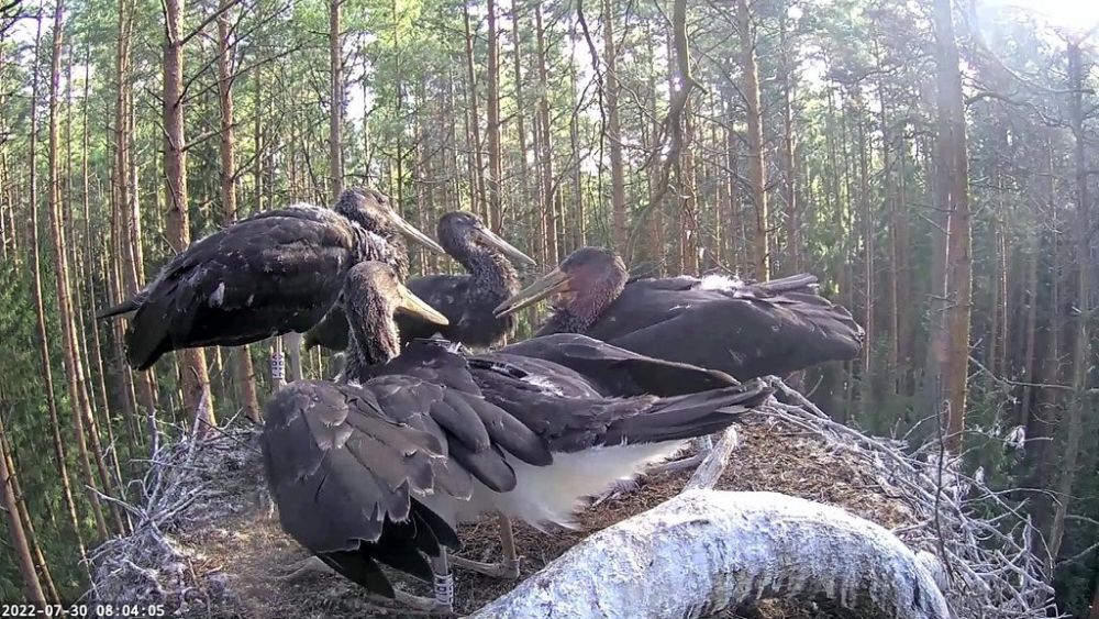 Kurepojad kerjavad süüa ja hetke pärast peab toitma saabunud isaslind ka pesale mahtuma