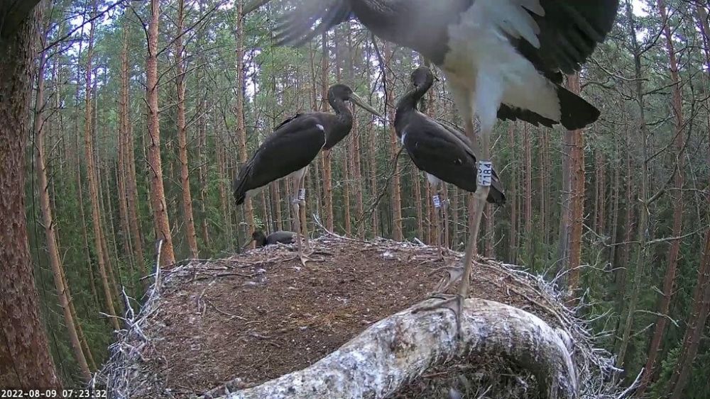 Hommikul veidi enne poolt kaheksat käisid pesapojad pesaeendil