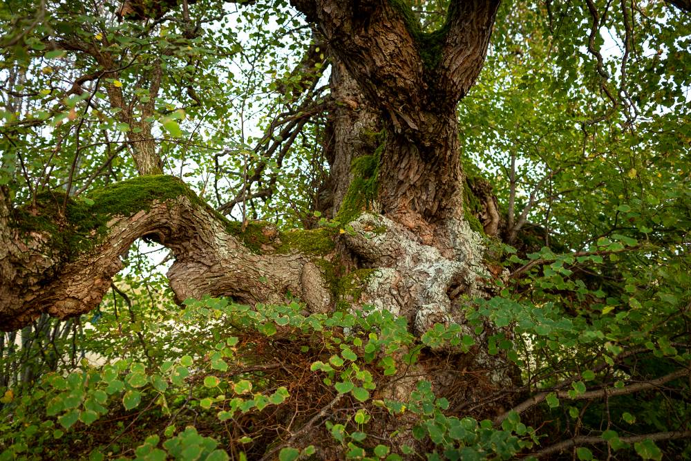 Puude esiema. Saaremaa, Karja kihelkond, Liiküla