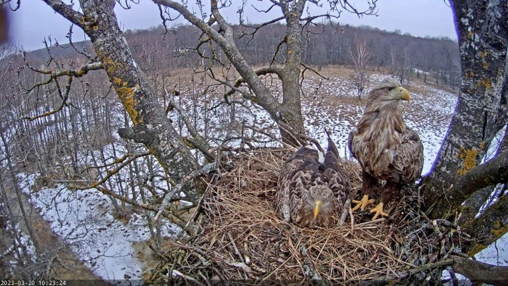 Hommikul soojendas isaslind veel pesapõhja (jalarõngas E340) ja kõrval emaslind ilma rõngasteta