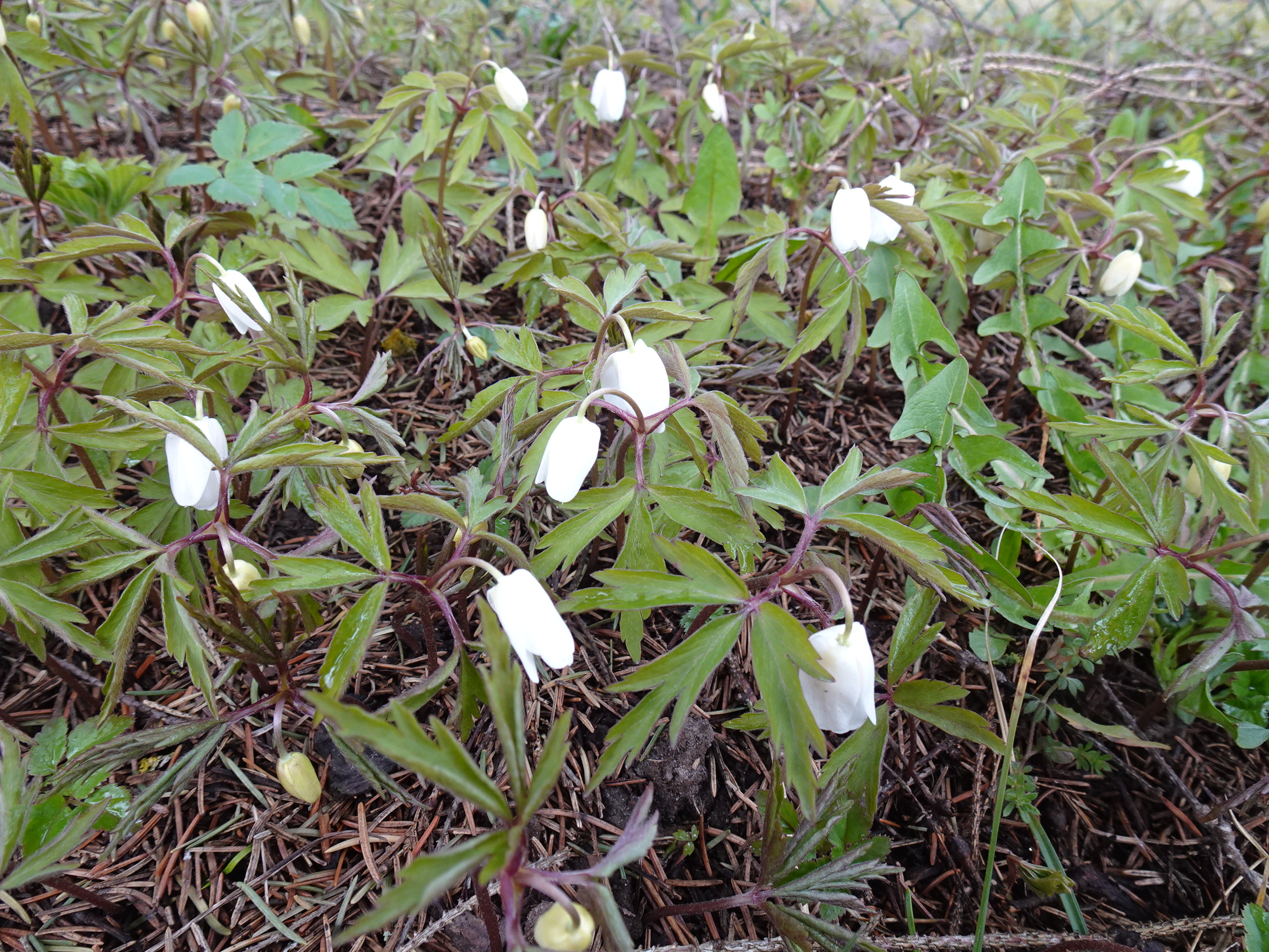 Võsaülased alustasid õitsemist. Nädala esimesed päevad olid pilves ja sajused. Teisipäeva hommikupoolikul tuli vihma hulka ka veidi lörtsi. Kahe esimese päevaga