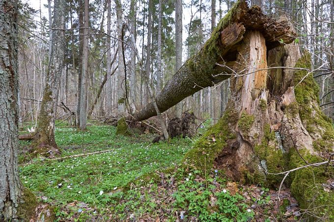 Järvselja ürgmets