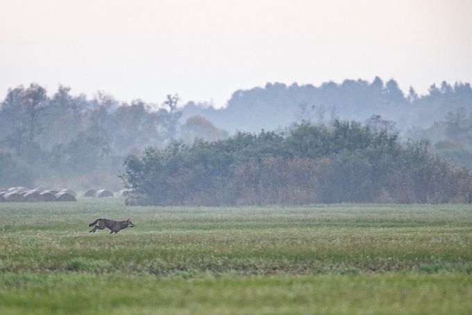 Hunt alustab rünnakut. Kloostri luht, Matsalu