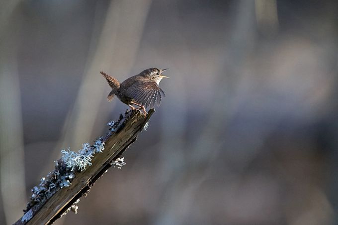 Käblikut võib kuulda laulmas nii metsas, kui linnas