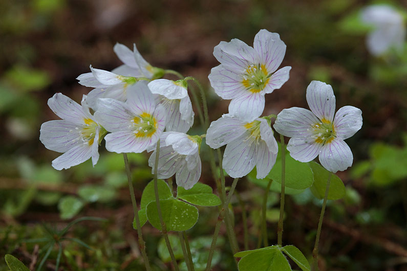 Jänesekapsas