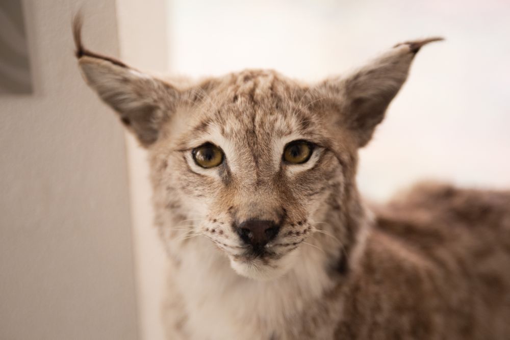 Ilves