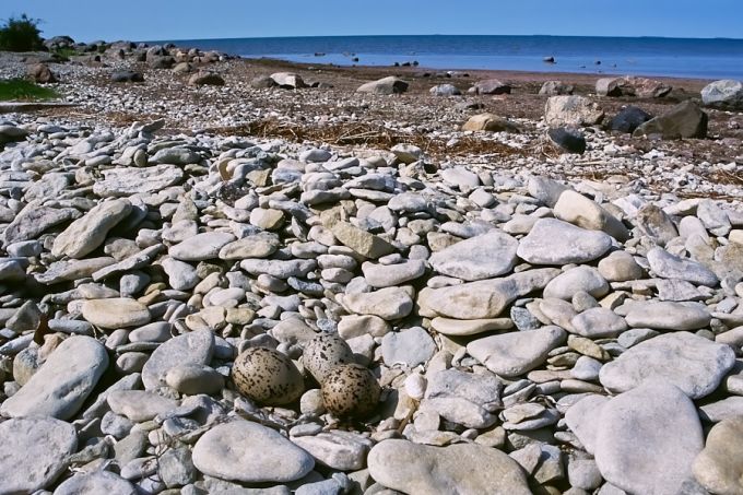 Meriski pesa. Kõinastu, Väike väin