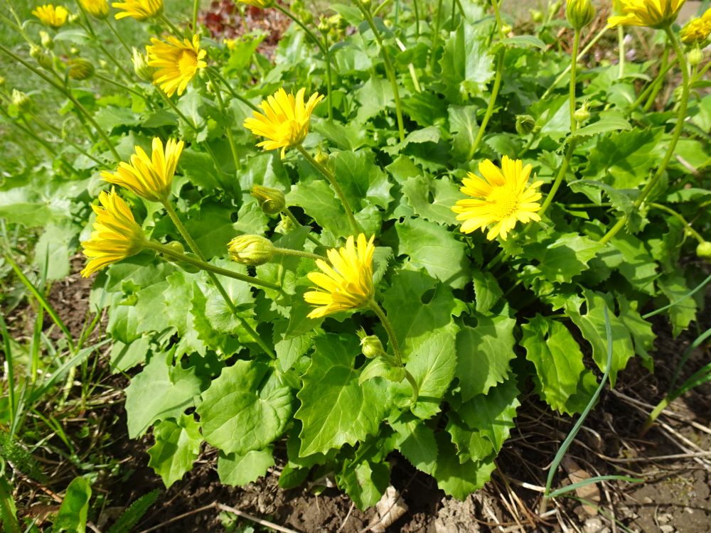 Kaukaasia kitsekakar