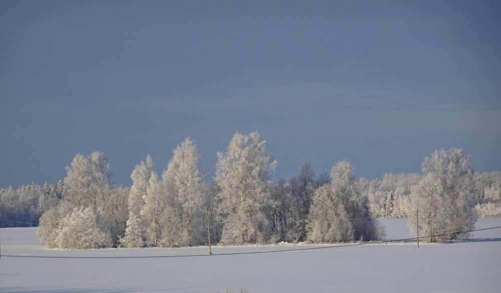 Härmas puud
