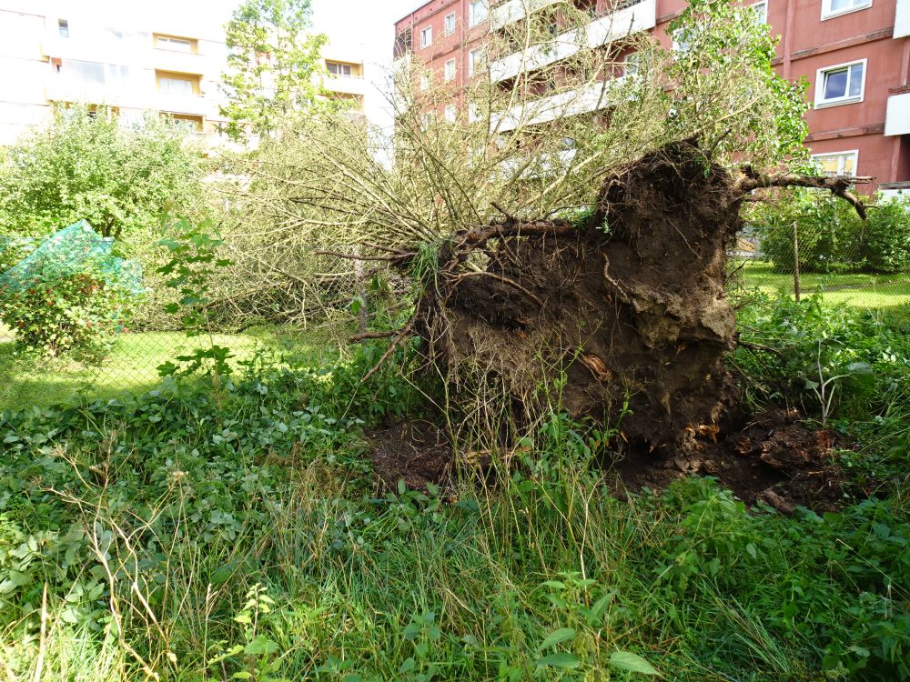 Tormiheite kuusk 55 aastat tagasi rajatud koolipargis
