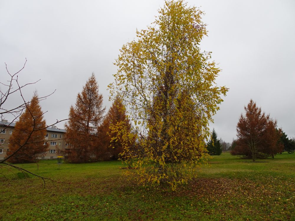 Laupäeval olid lehisel okkad varsemata ja lehes oli isegi üks kask