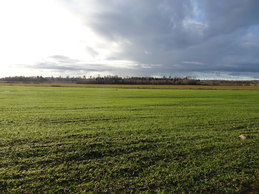 Rohetav põllumaastik Painkülas