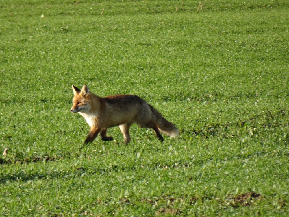 Paksu karvkattega punarebane