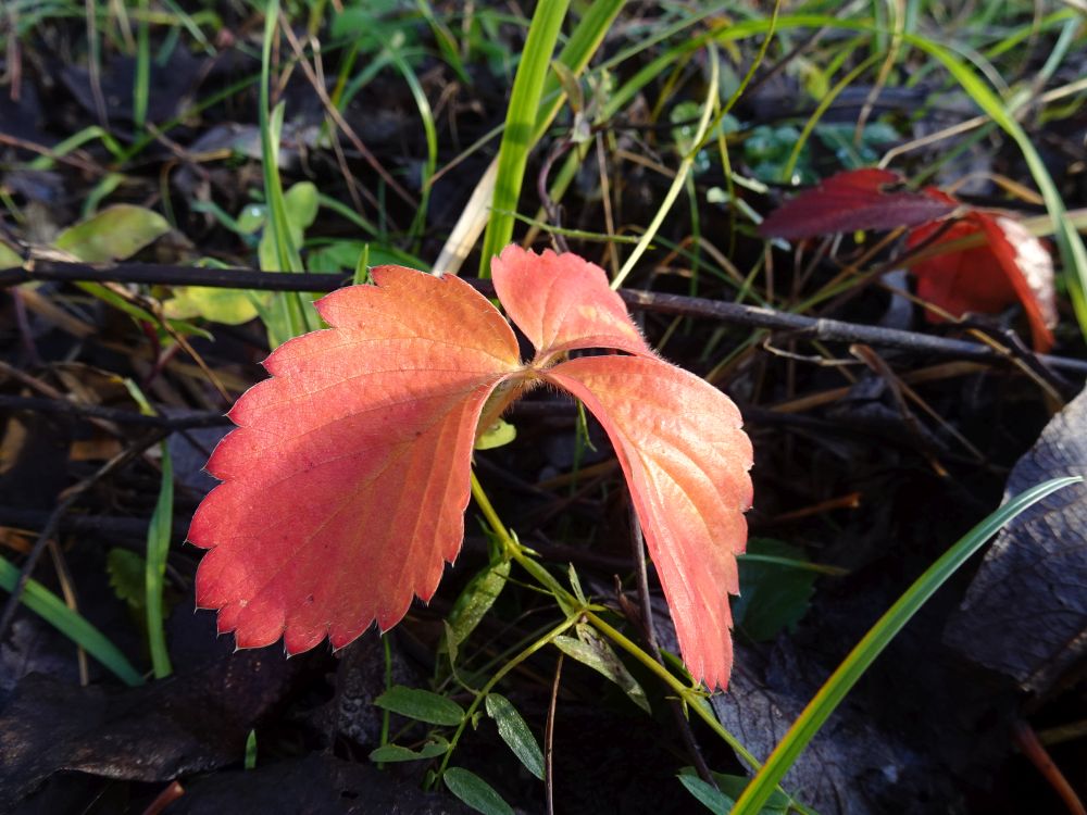 Punetav metsmaasika leht
