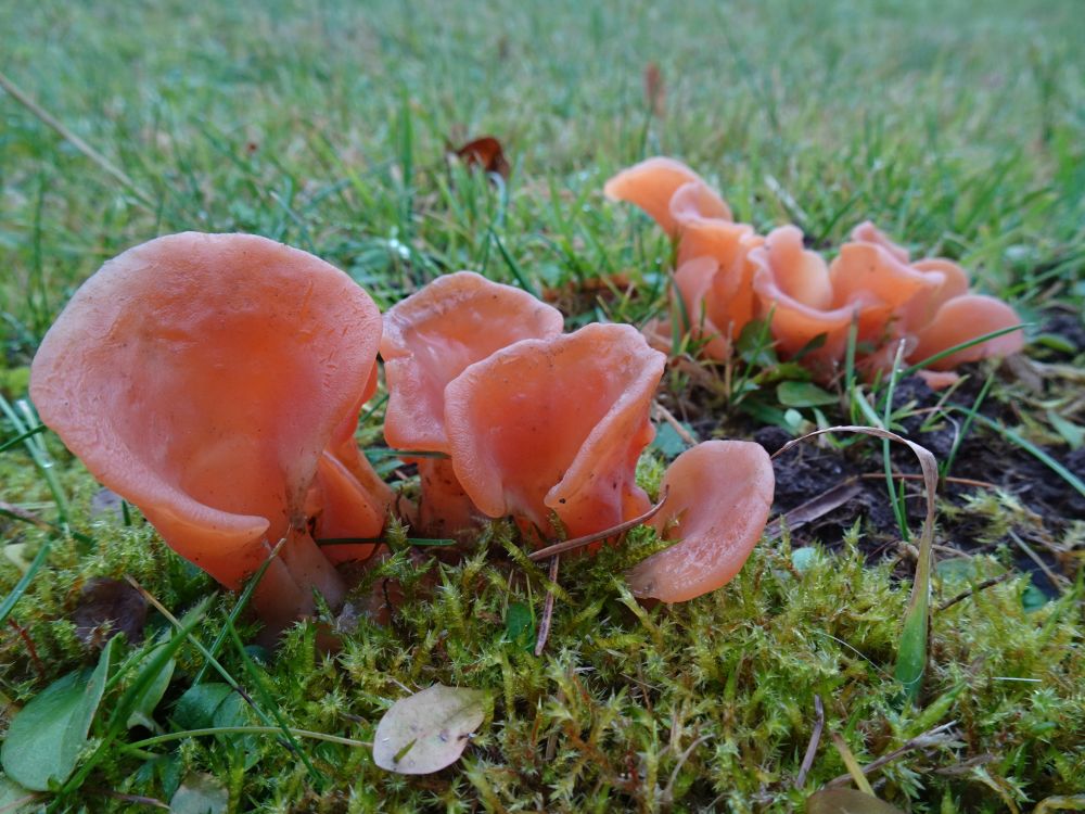 Lehterüdik kasvas Piiri pargis