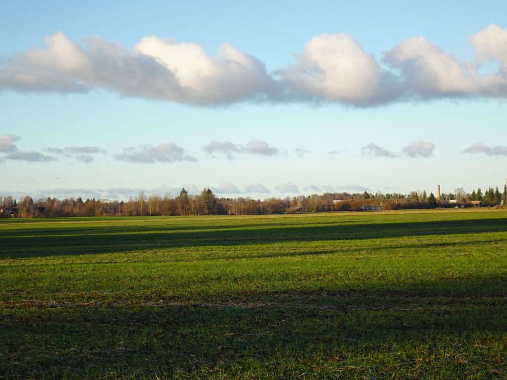 Rohetav taliviljapõld Võduvere külas