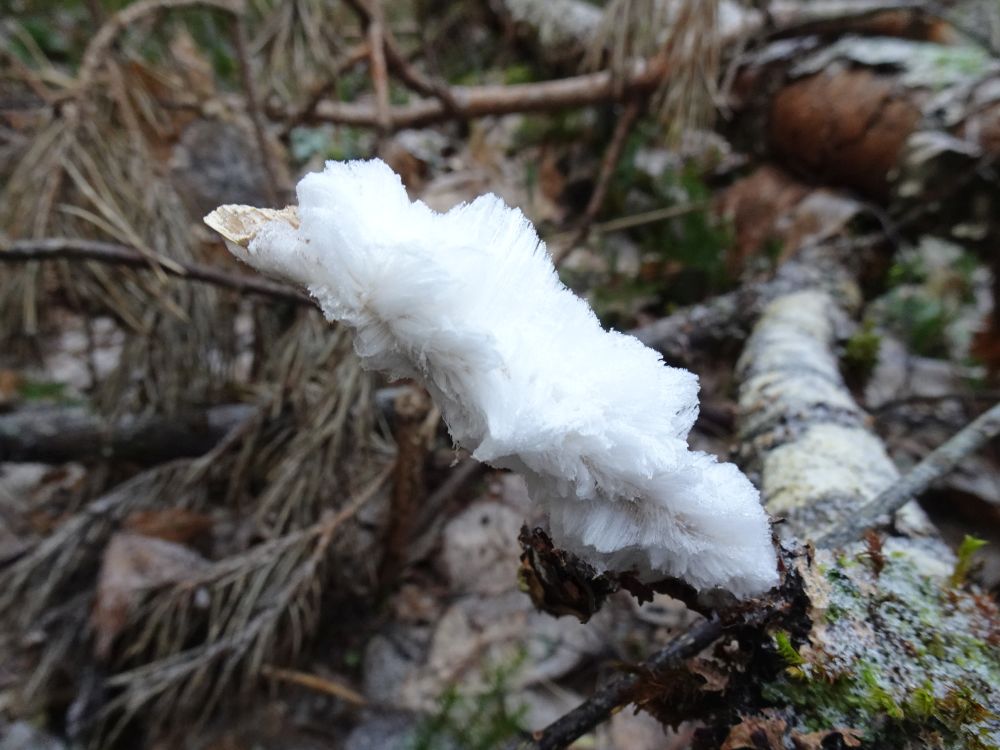 Olid soodsad tingimused haldjajuuste ehk jäähabeme moodustamiseks