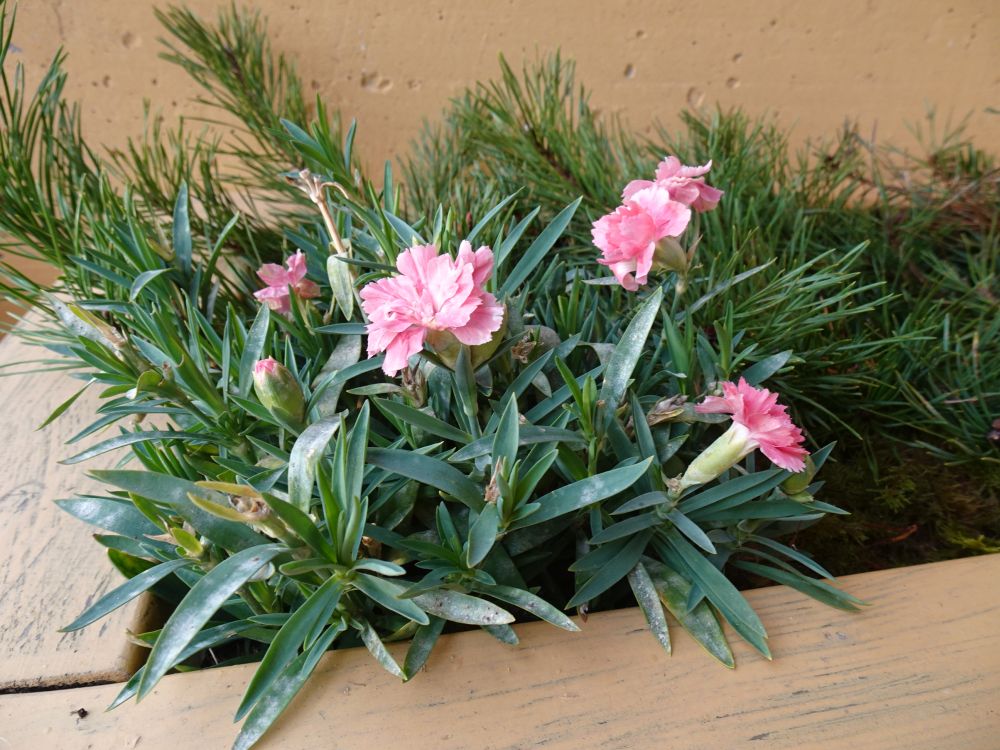 Allwoodi nelk jätkas kolmanda korruse avatud rõdul õitsemist