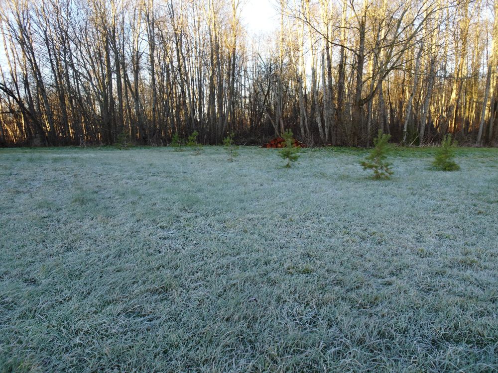 Reedel oli hall maas