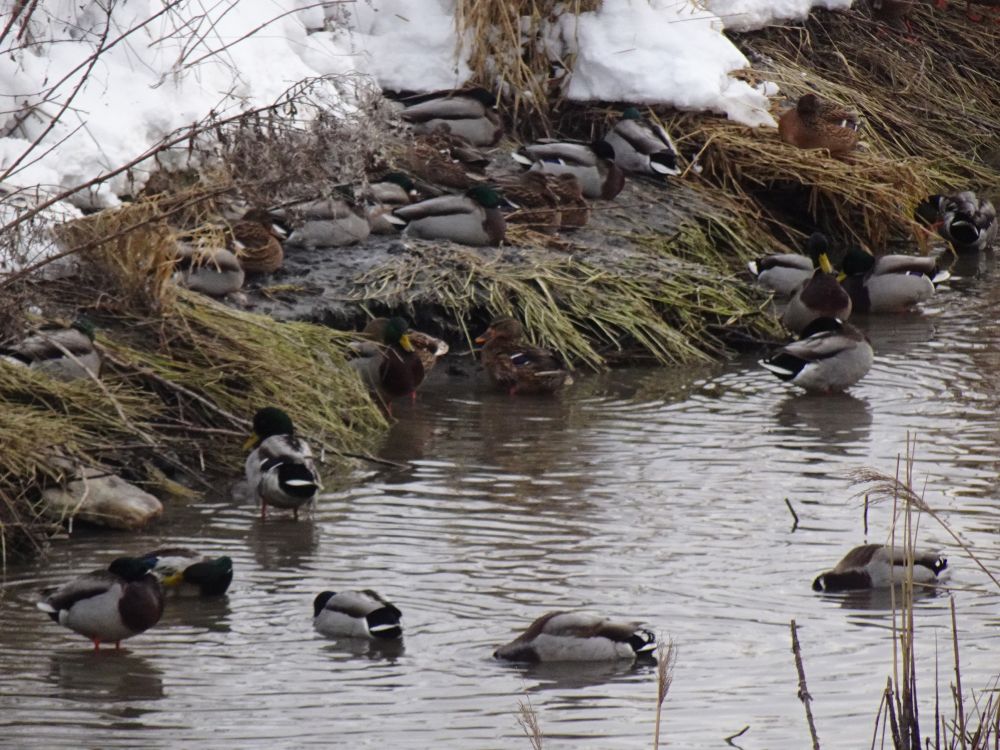 Talvituvad sinikael-pardid veepuhastusjaama kraavil