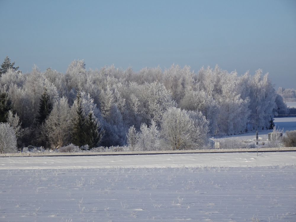 Härmatis reede hommikul