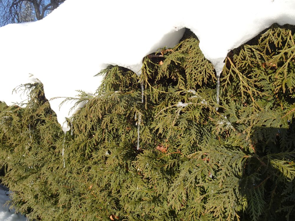 Vaatamata külmale ilmale tekkisid päikese mõjul jääpurikad