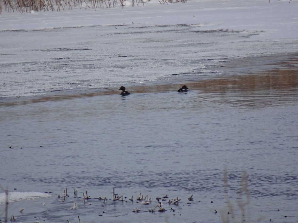 Sõtkad Pedja jõe avatud veega kohas