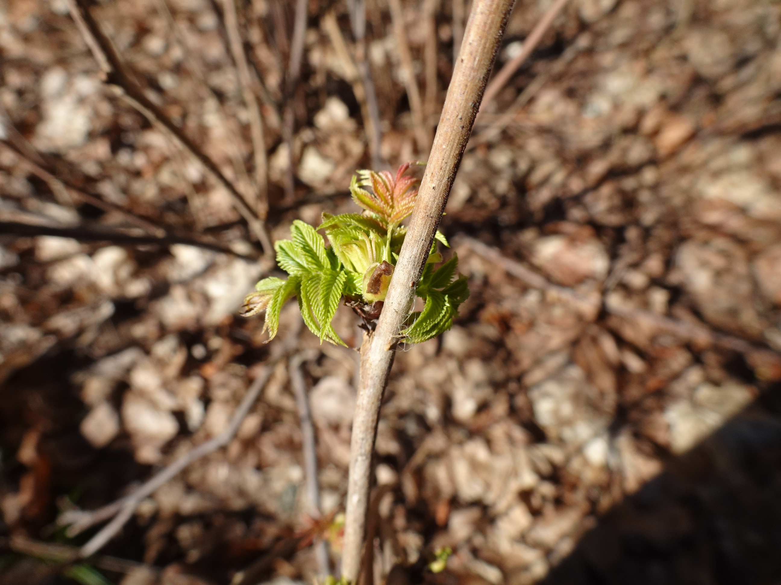 Pihlenelal avanesid kohati juba lehed